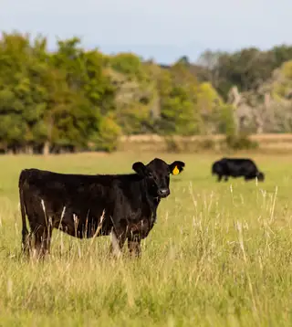 Angus Cattle in Pasture Photo
